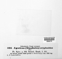 Clitopilus scyphoides image